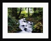 Olympic National Park Stream by Anonymous