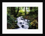 Olympic National Park Stream by Anonymous