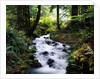 Olympic National Park Stream by Anonymous