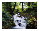 Olympic National Park Stream by Anonymous