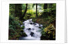 Olympic National Park Stream by Anonymous