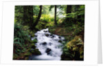 Olympic National Park Stream by Anonymous
