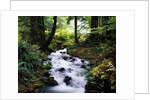 Olympic National Park Stream by Anonymous