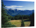 Gray Wolf Ridge by Anonymous