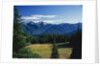 Gray Wolf Ridge by Anonymous
