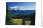 Gray Wolf Ridge by Anonymous