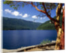 Pacific Madrone by Lake Crescent