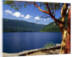 Pacific Madrone by Lake Crescent