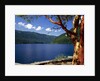 Pacific Madrone by Lake Crescent