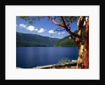 Pacific Madrone by Lake Crescent