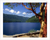 Pacific Madrone by Lake Crescent