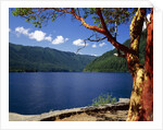 Pacific Madrone by Lake Crescent
