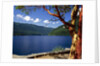 Pacific Madrone by Lake Crescent