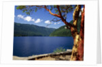Pacific Madrone by Lake Crescent