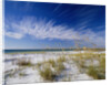 Sea Oats and White Sand Dunes by Anonymous