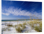 Sea Oats and White Sand Dunes by Anonymous