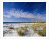 Sea Oats and White Sand Dunes by Anonymous