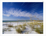 Sea Oats and White Sand Dunes by Anonymous
