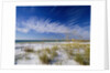 Sea Oats and White Sand Dunes by Anonymous