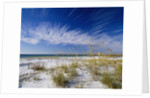 Sea Oats and White Sand Dunes by Anonymous