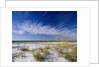 Sea Oats and White Sand Dunes by Anonymous