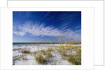 Sea Oats and White Sand Dunes by Anonymous