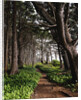 Spruce Trail at Kalaloch Beach by Anonymous