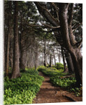 Spruce Trail at Kalaloch Beach by Anonymous