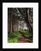 Spruce Trail at Kalaloch Beach by Anonymous