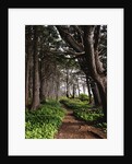 Spruce Trail at Kalaloch Beach by Anonymous