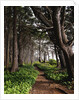 Spruce Trail at Kalaloch Beach by Anonymous