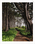 Spruce Trail at Kalaloch Beach by Anonymous