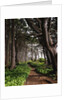 Spruce Trail at Kalaloch Beach by Anonymous
