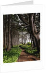 Spruce Trail at Kalaloch Beach by Anonymous