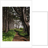 Spruce Trail at Kalaloch Beach by Anonymous