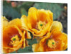 Prickly Pear Cactus Blossoms by Anonymous