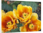 Prickly Pear Cactus Blossoms by Anonymous