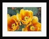 Prickly Pear Cactus Blossoms by Anonymous