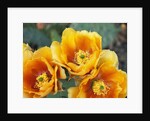 Prickly Pear Cactus Blossoms by Anonymous
