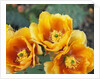 Prickly Pear Cactus Blossoms by Anonymous