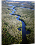 Altamaha River by Anonymous