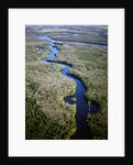 Altamaha River by Anonymous