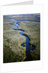 Altamaha River by Anonymous