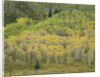 Aspens in Castle Creek Valley by Anonymous