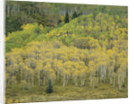 Aspens in Castle Creek Valley by Anonymous