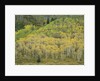 Aspens in Castle Creek Valley by Anonymous