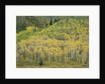 Aspens in Castle Creek Valley by Anonymous