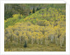 Aspens in Castle Creek Valley by Anonymous