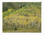 Aspens in Castle Creek Valley by Anonymous