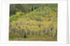 Aspens in Castle Creek Valley by Anonymous